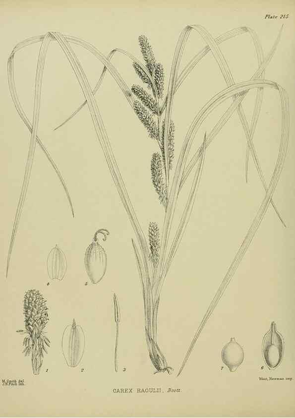 Reproducción/Reproduction 23320867563: Illustrations of the New Zealand flora /. Wellington :John Mackay, Govt. Printer,1914.