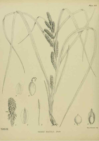 Reproducción/Reproduction 23320867563: Illustrations of the New Zealand flora /. Wellington :John Mackay, Govt. Printer,1914.