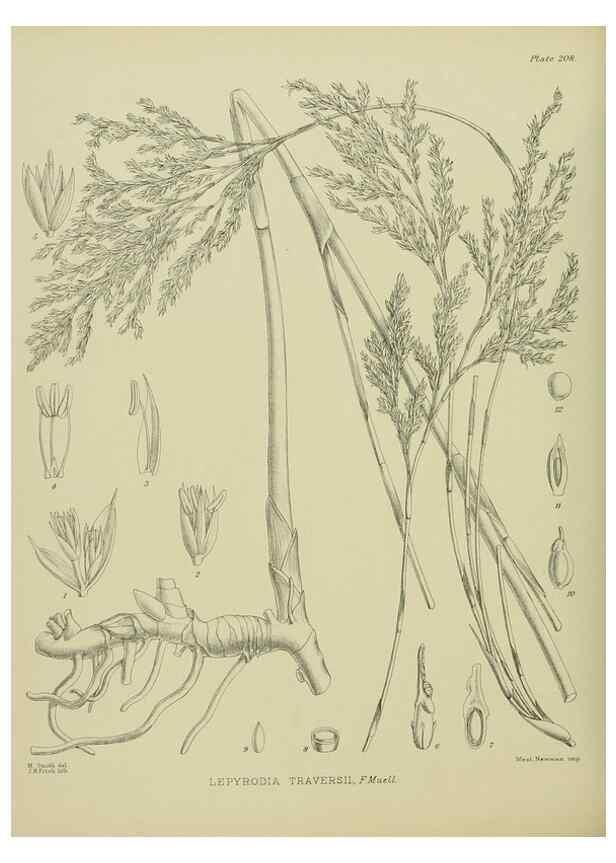 Reproducción/Reproduction 23839363202: Illustrations of the New Zealand flora /. Wellington :John Mackay, Govt. Printer,1914.