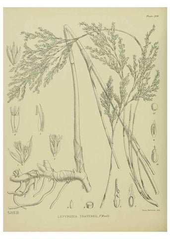 Reproducción/Reproduction 23839363202: Illustrations of the New Zealand flora /. Wellington :John Mackay, Govt. Printer,1914.