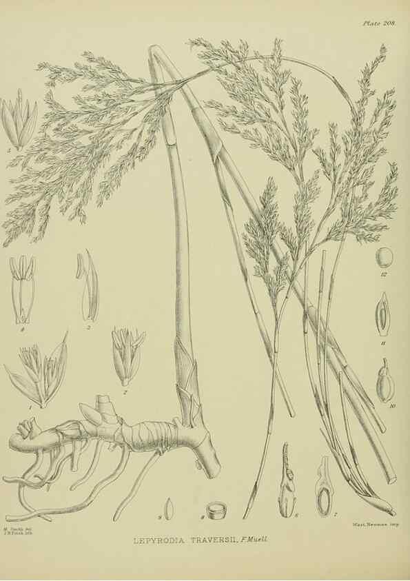 Reproducción/Reproduction 23839363202: Illustrations of the New Zealand flora /. Wellington :John Mackay, Govt. Printer,1914.