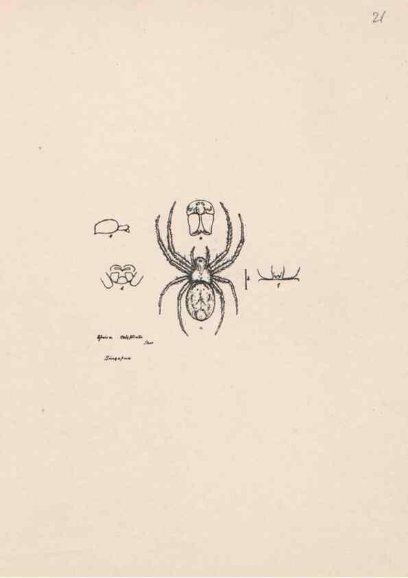 Reproducción/Reproduction 24542981925: Malaysian spiders.. Belfast :T. Workman,1896-1900.
