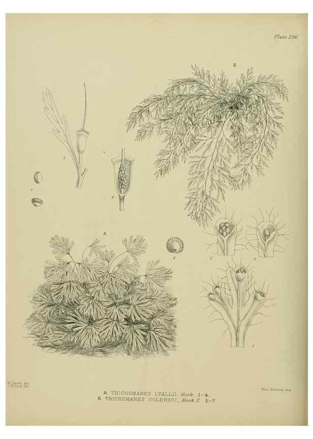Reproducción/Reproduction 23319472074: Illustrations of the New Zealand flora /. Wellington :John Mackay, Govt. Printer,1914.