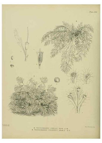 Reproducción/Reproduction 23319472074: Illustrations of the New Zealand flora /. Wellington :John Mackay, Govt. Printer,1914.