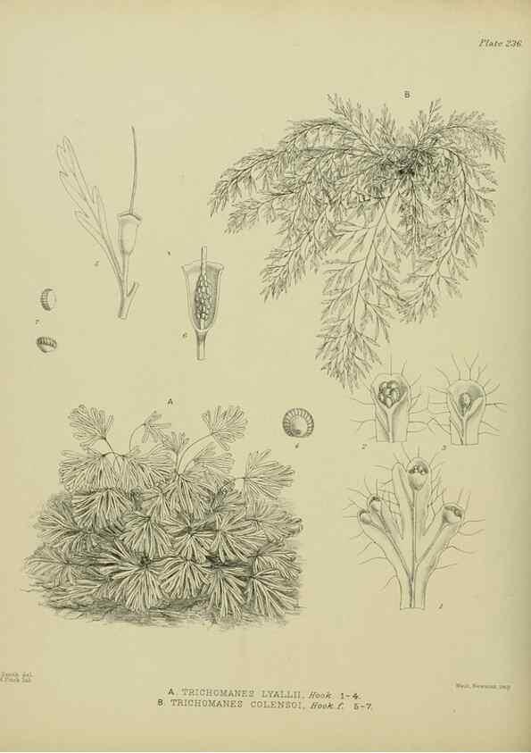 Reproducción/Reproduction 23319472074: Illustrations of the New Zealand flora /. Wellington :John Mackay, Govt. Printer,1914.