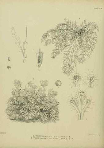 Reproducción/Reproduction 23319472074: Illustrations of the New Zealand flora /. Wellington :John Mackay, Govt. Printer,1914.