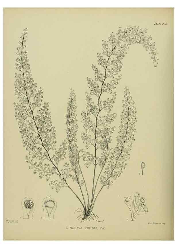 Reproducción/Reproduction 23319477914: Illustrations of the New Zealand flora /. Wellington :John Mackay, Govt. Printer,1914.