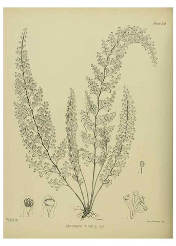 Reproducción/Reproduction 23319477914: Illustrations of the New Zealand flora /. Wellington :John Mackay, Govt. Printer,1914.