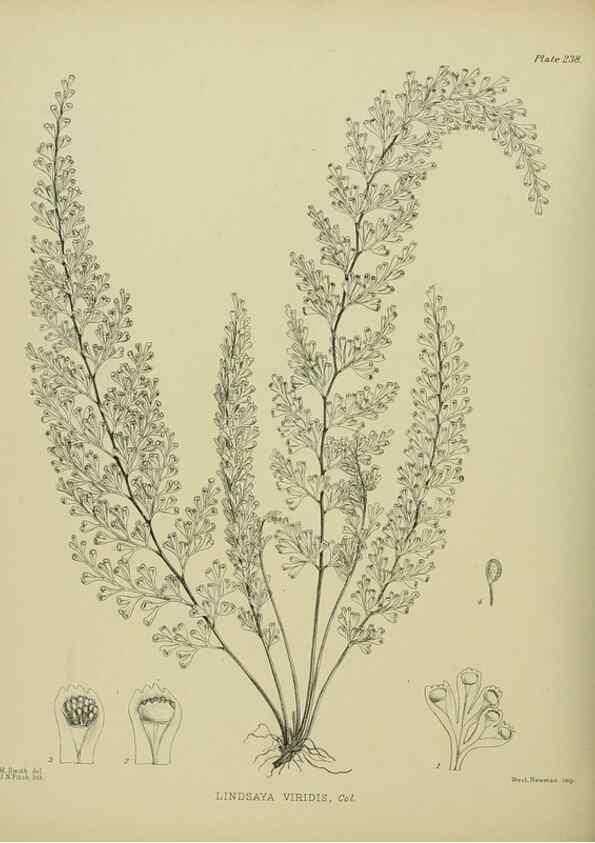 Reproducción/Reproduction 23319477914: Illustrations of the New Zealand flora /. Wellington :John Mackay, Govt. Printer,1914.