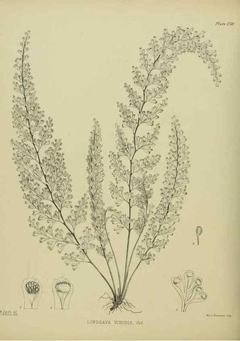 Reproducción/Reproduction 23319477914: Illustrations of the New Zealand flora /. Wellington :John Mackay, Govt. Printer,1914.