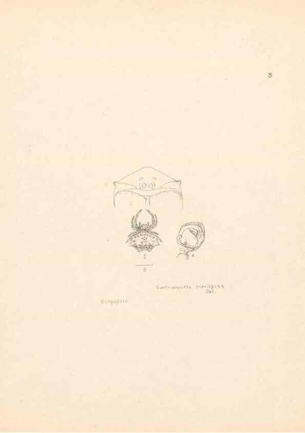 Reproducción/Reproduction 24434656132: Malaysian spiders.. Belfast :T. Workman,1896-1900.