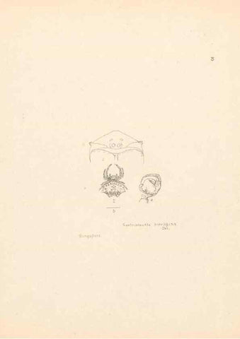 Reproducción/Reproduction 24434656132: Malaysian spiders.. Belfast :T. Workman,1896-1900.