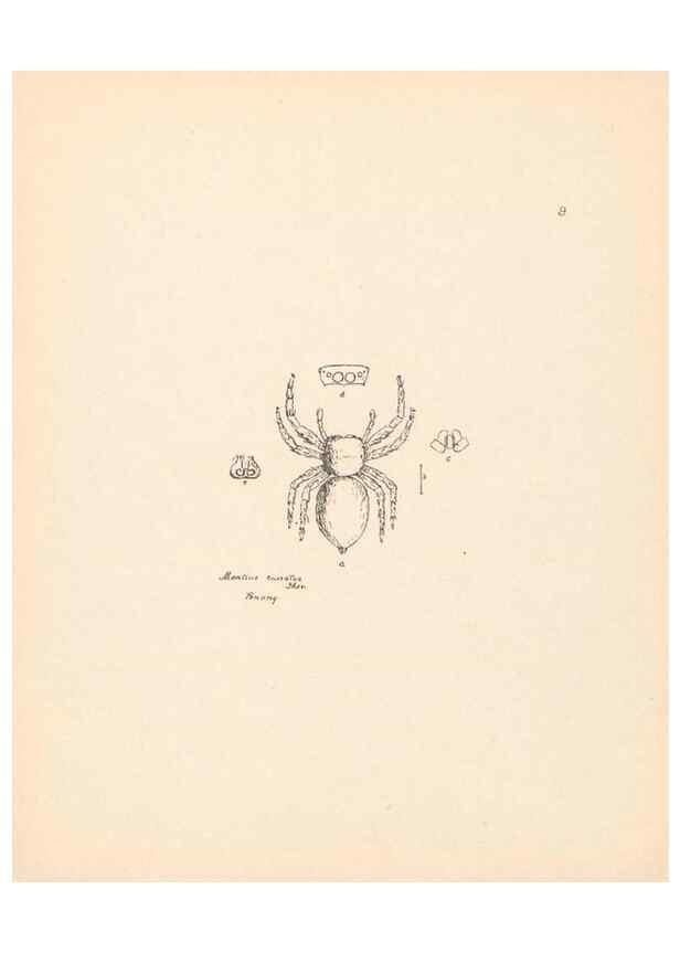 Reproducción/Reproduction 24542947695: Malaysian spiders.. Belfast :T. Workman,1896-1900.