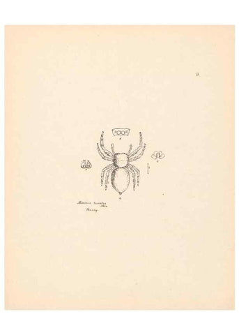 Reproducción/Reproduction 24542947695: Malaysian spiders.. Belfast :T. Workman,1896-1900.
