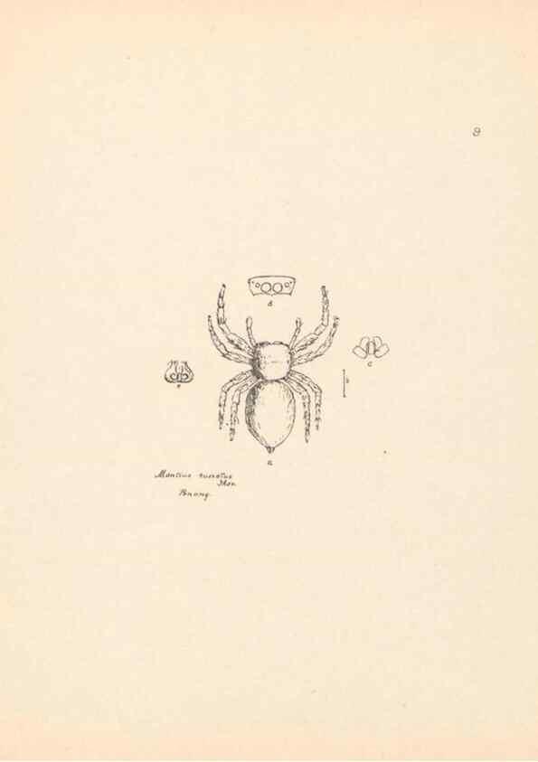 Reproducción/Reproduction 24542947695: Malaysian spiders.. Belfast :T. Workman,1896-1900.
