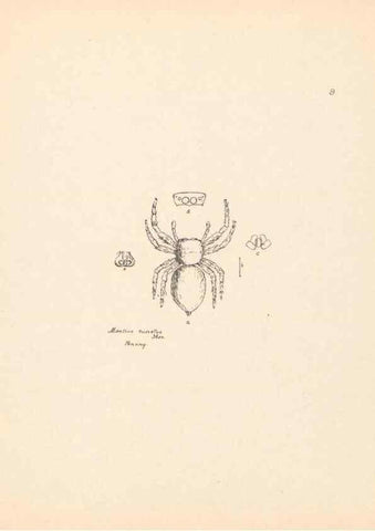 Reproducción/Reproduction 24542947695: Malaysian spiders.. Belfast :T. Workman,1896-1900.