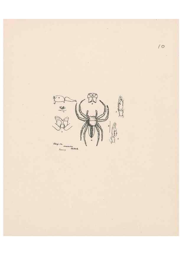 Reproducción/Reproduction 24542949495: Malaysian spiders.. Belfast :T. Workman,1896-1900.
