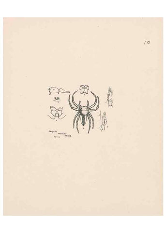Reproducción/Reproduction 24542949495: Malaysian spiders.. Belfast :T. Workman,1896-1900.