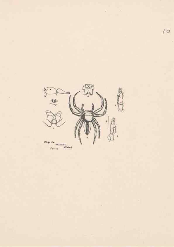 Reproducción/Reproduction 24542949495: Malaysian spiders.. Belfast :T. Workman,1896-1900.