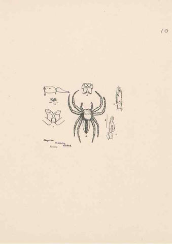 Reproducción/Reproduction 24542949495: Malaysian spiders.. Belfast :T. Workman,1896-1900.
