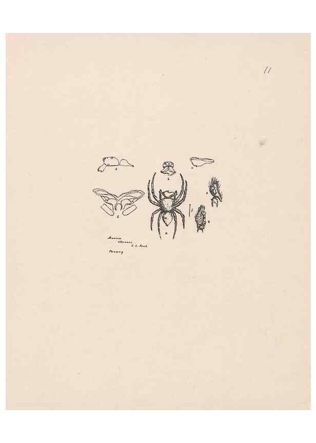 Reproducción/Reproduction 24542951315: Malaysian spiders.. Belfast :T. Workman,1896-1900.