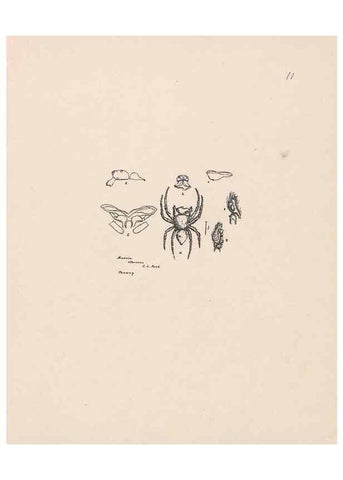 Reproducción/Reproduction 24542951315: Malaysian spiders.. Belfast :T. Workman,1896-1900.