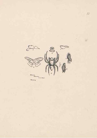 Reproducción/Reproduction 24542951315: Malaysian spiders.. Belfast :T. Workman,1896-1900.