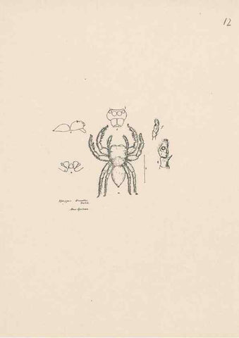 Reproducción/Reproduction 24460627811: Malaysian spiders.. Belfast :T. Workman,1896-1900.