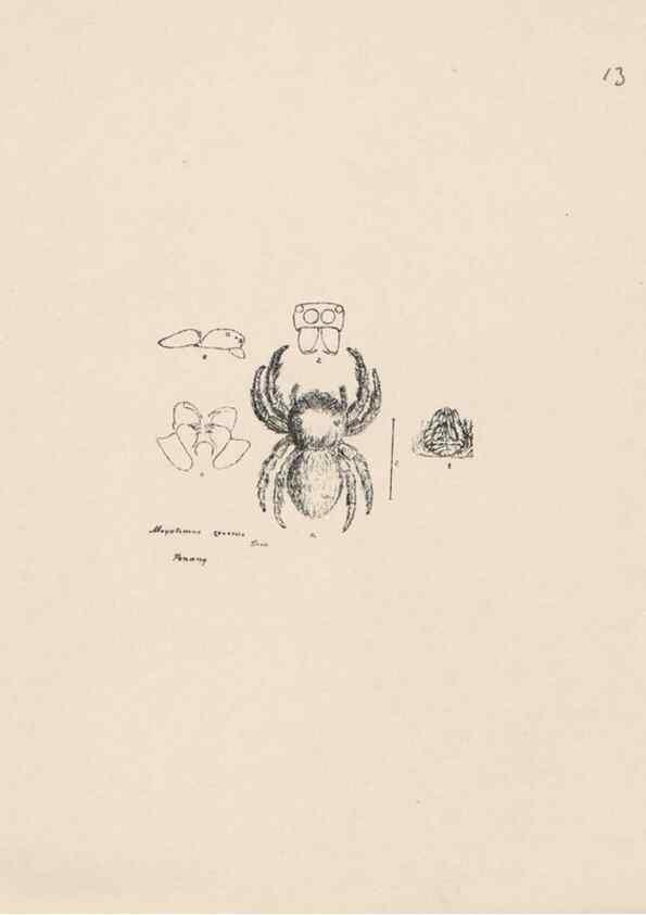 Reproducción/Reproduction 24516768856: Malaysian spiders.. Belfast :T. Workman,1896-1900.