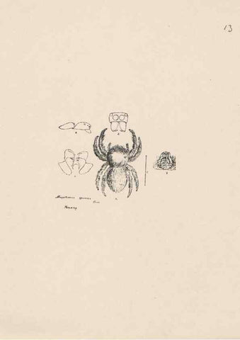 Reproducción/Reproduction 24516768856: Malaysian spiders.. Belfast :T. Workman,1896-1900.