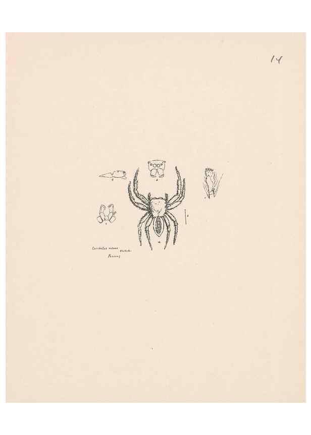 Reproducción/Reproduction 24542957995: Malaysian spiders.. Belfast :T. Workman,1896-1900.