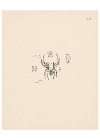 Reproducción/Reproduction 24542957995: Malaysian spiders.. Belfast :T. Workman,1896-1900.