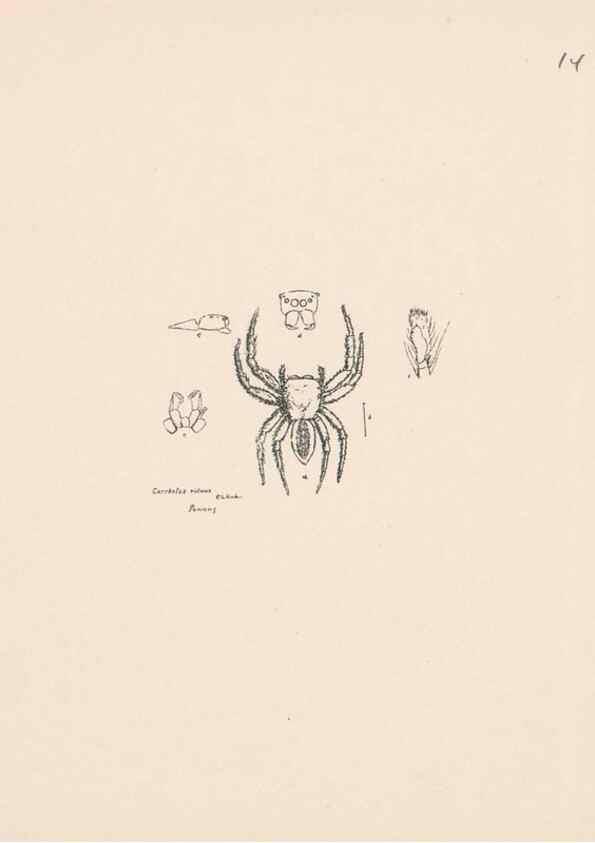 Reproducción/Reproduction 24542957995: Malaysian spiders.. Belfast :T. Workman,1896-1900.