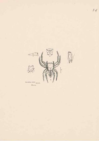 Reproducción/Reproduction 24542957995: Malaysian spiders.. Belfast :T. Workman,1896-1900.