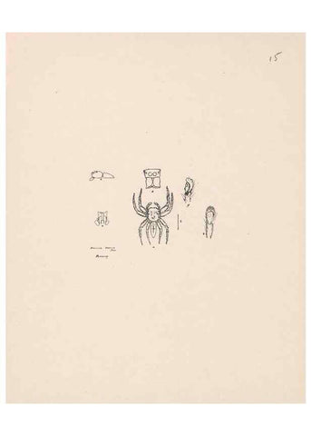 Reproducción/Reproduction 23916164403: Malaysian spiders.. Belfast :T. Workman,1896-1900.