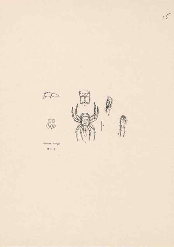 Reproducción/Reproduction 23916164403: Malaysian spiders.. Belfast :T. Workman,1896-1900.