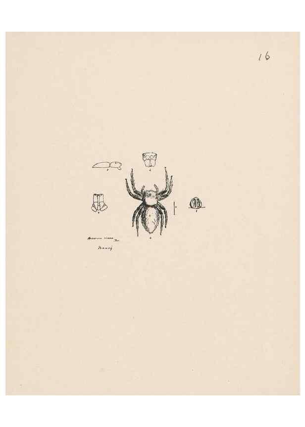 Reproducción/Reproduction 24516777476: Malaysian spiders.. Belfast :T. Workman,1896-1900.