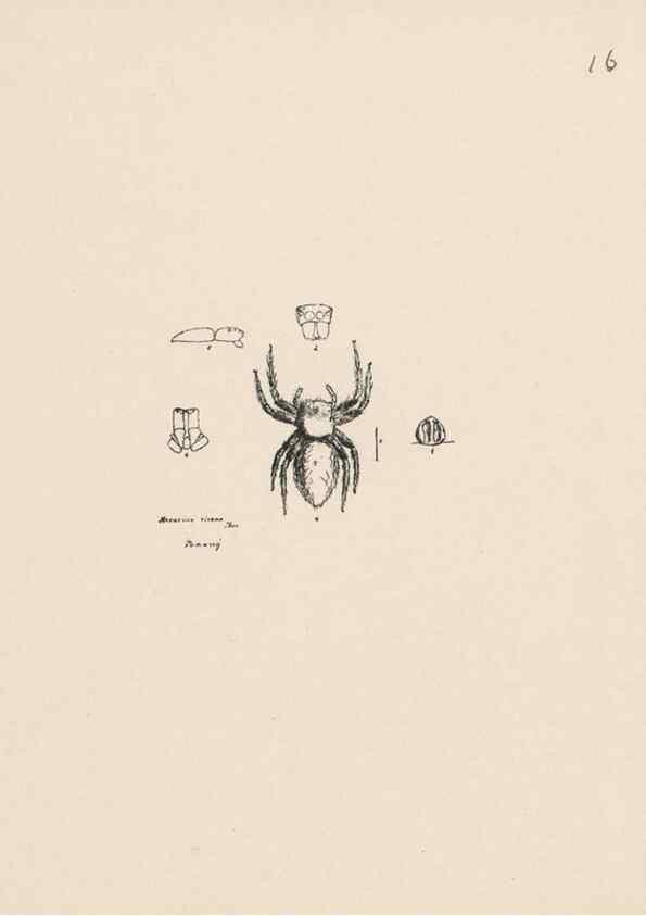 Reproducción/Reproduction 24516777476: Malaysian spiders.. Belfast :T. Workman,1896-1900.