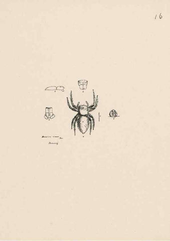 Reproducción/Reproduction 24516777476: Malaysian spiders.. Belfast :T. Workman,1896-1900.