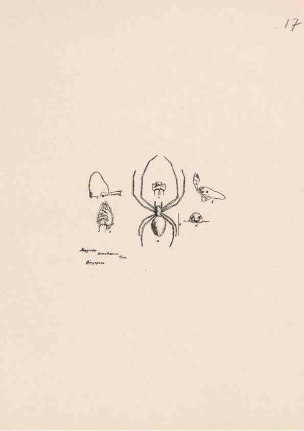 Reproducción/Reproduction 23916170133: Malaysian spiders.. Belfast :T. Workman,1896-1900.
