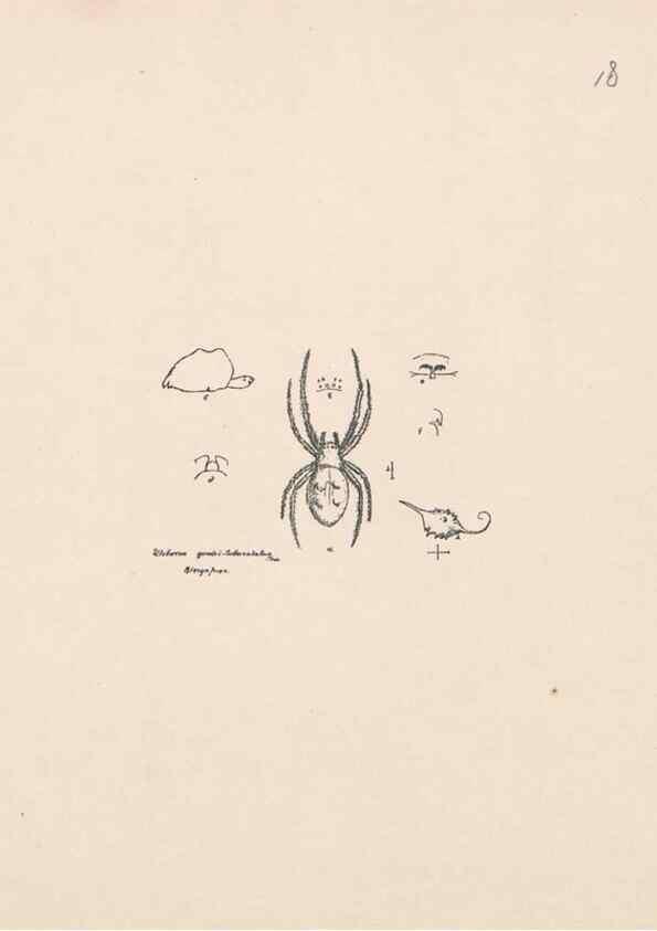 Reproducción/Reproduction 24175200489: Malaysian spiders.. Belfast :T. Workman,1896-1900.