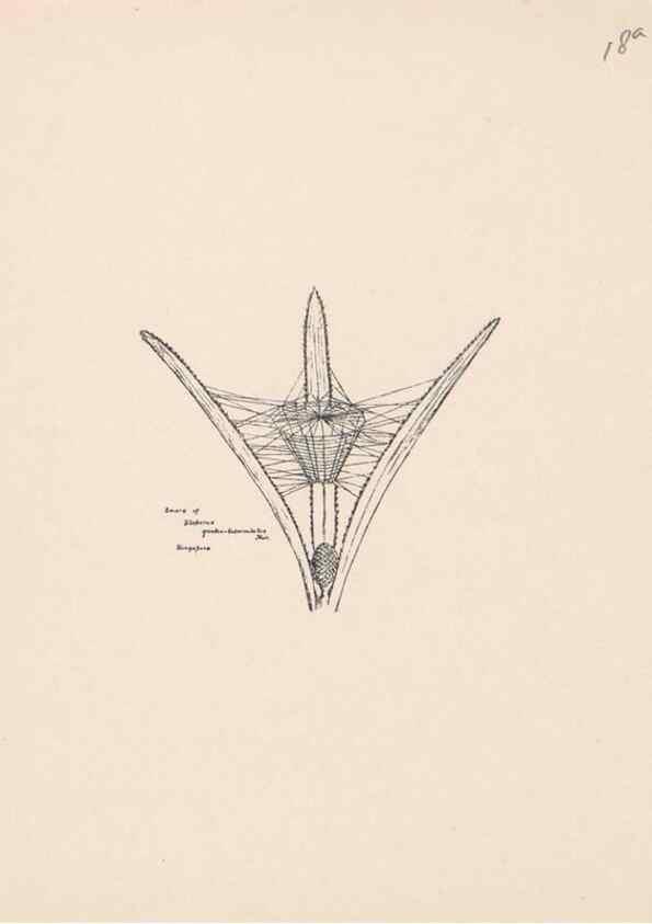 Reproducción/Reproduction 24516784386: Malaysian spiders.. Belfast :T. Workman,1896-1900.