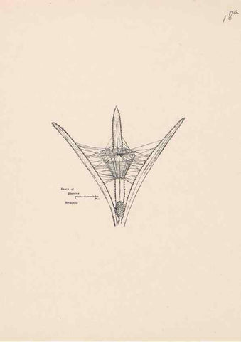 Reproducción/Reproduction 24516784386: Malaysian spiders.. Belfast :T. Workman,1896-1900.