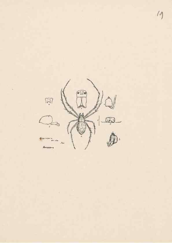 Reproducción/Reproduction 24542971405: Malaysian spiders.. Belfast :T. Workman,1896-1900.