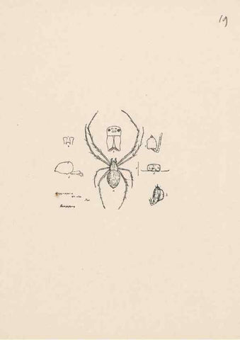 Reproducción/Reproduction 24542971405: Malaysian spiders.. Belfast :T. Workman,1896-1900.
