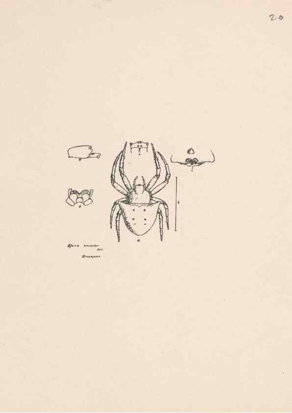 Reproducción/Reproduction 24516791696: Malaysian spiders.. Belfast :T. Workman,1896-1900.