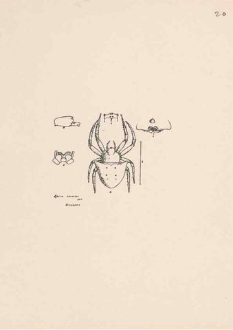 Reproducción/Reproduction 24516791696: Malaysian spiders.. Belfast :T. Workman,1896-1900.
