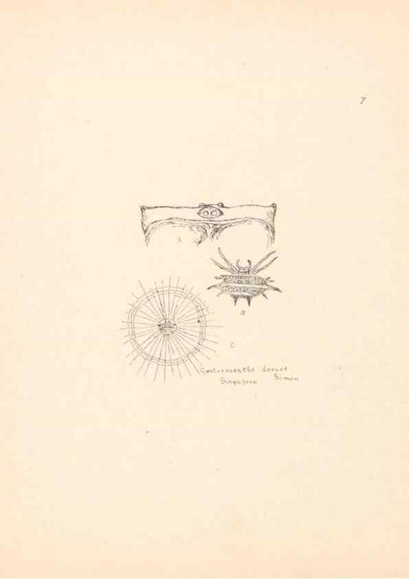 Reproducción/Reproduction 24516756706: Malaysian spiders.. Belfast :T. Workman,1896-1900.