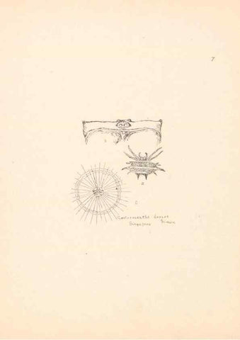 Reproducción/Reproduction 24516756706: Malaysian spiders.. Belfast :T. Workman,1896-1900.