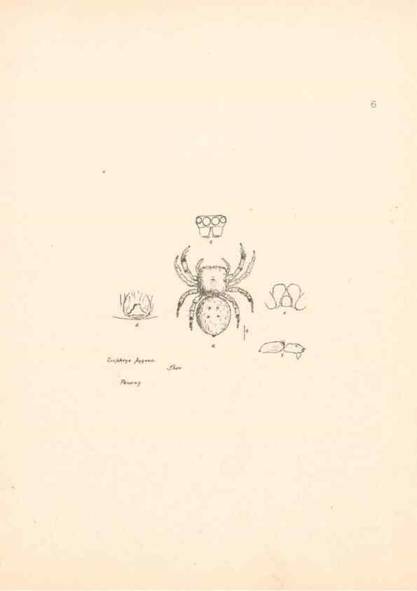 Reproducción/Reproduction 24542940275: Malaysian spiders.. Belfast :T. Workman,1896-1900.